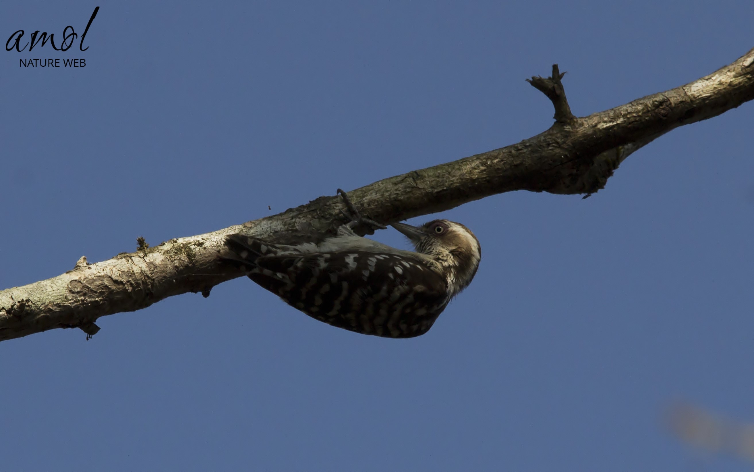 Brown-capped Pygmy Woodpecker